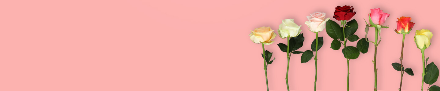 Langstielige Rosen Langstielige Rosen