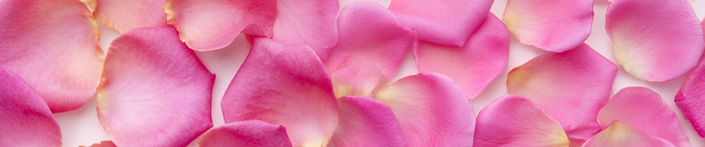 Rosenblüten Rosenblüten