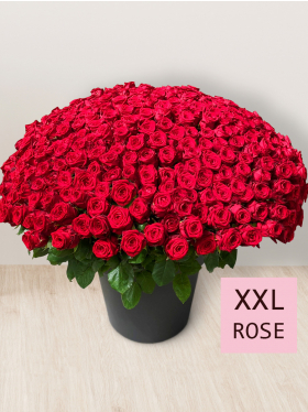 365 Rote Rosen - Red Naomi