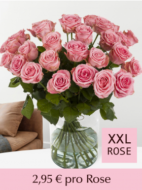 Stückzahl Rosafarbene Rosen - Sophia Loren