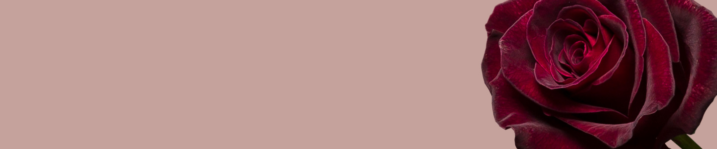 Black Baccara Rosen bestellen Black Baccara Rosen bestellen