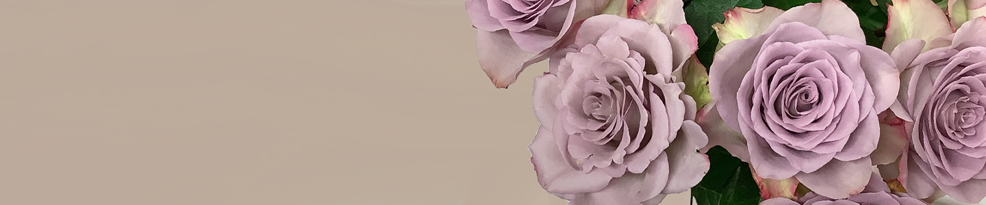 Rosensorte: Memory Lane Rosensorte: Memory Lane