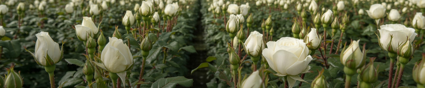 Nachhaltigkeit bei Ol Njorowa Nachhaltigkeit bei Ol Njorowa