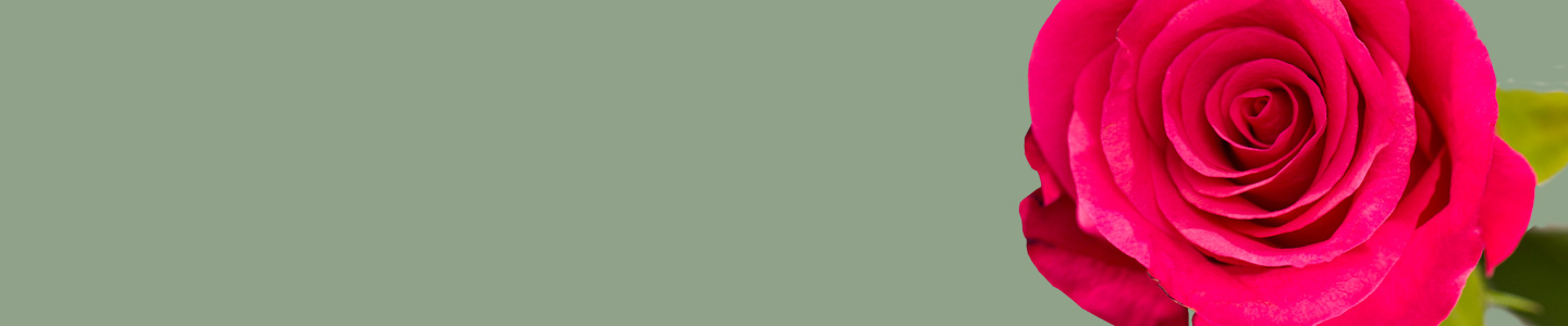 Rosensorte: Pink Tacazzi Rosensorte: Pink Tacazzi