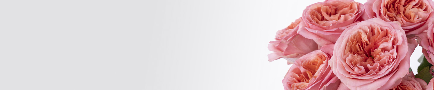 Pink X-Pression Rosen bestellen