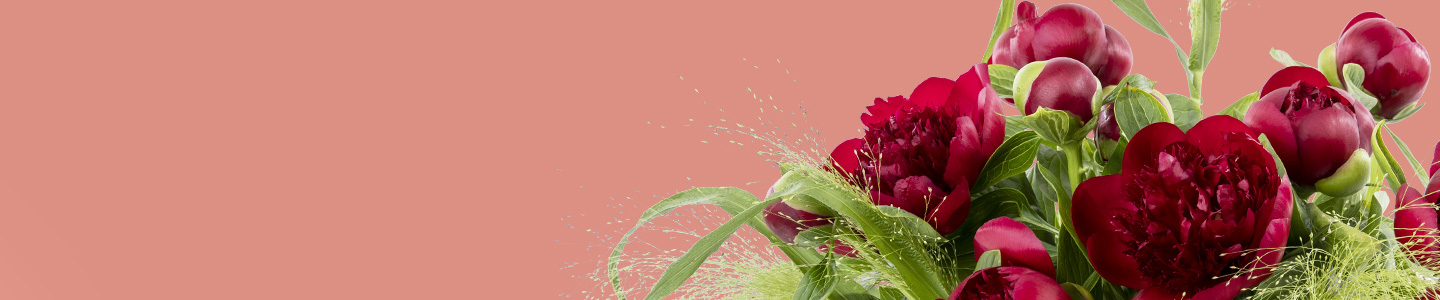 Red Charm Pfingstrosen Red Charm Pfingstrosen