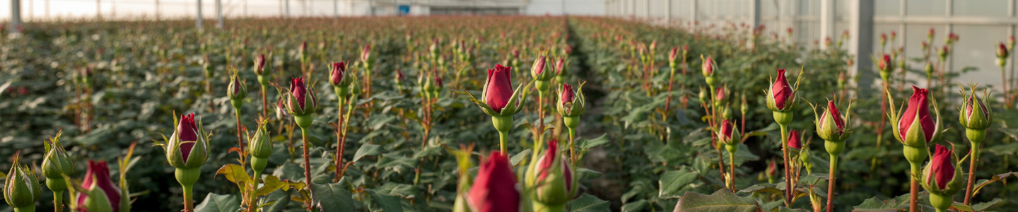 Meewisse Roses – Nachhaltige Perfektion in jeder Red Naomi