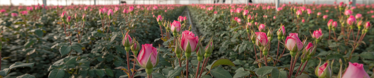 Willkommen bei Timaflor – unserem nachhaltigen Rosenzüchter Willkommen bei Timaflor – unserem nachhaltigen Rosenzüchter