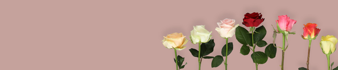Rosen und Heuschnupfen Rosen und Heuschnupfen