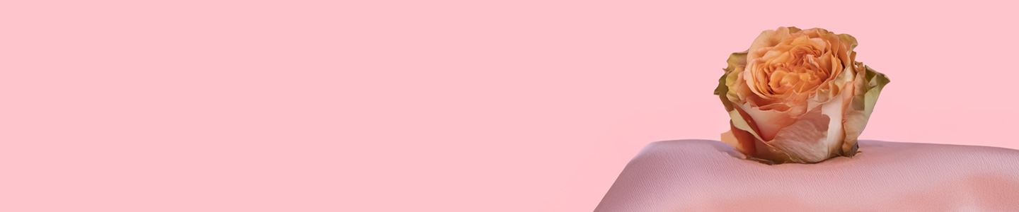 Rosenversand Karlsruhe Rosenversand Karlsruhe