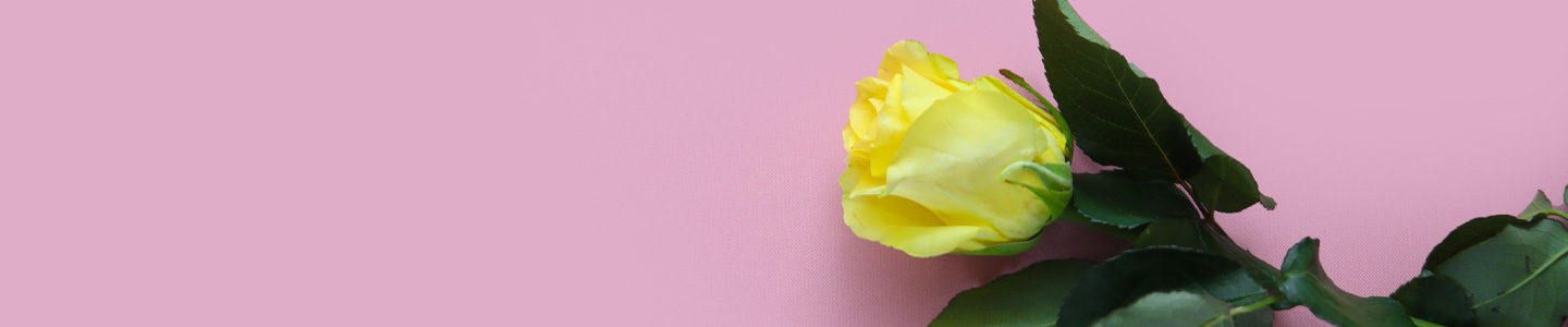 Rosenversand Krefeld