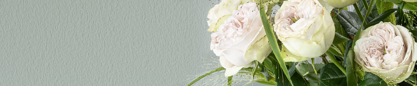 Rosensorte: Shades of Grey Rosensorte: Shades of Grey