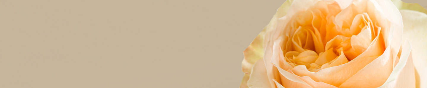 Rosensorte: Victorian Rosensorte: Victorian