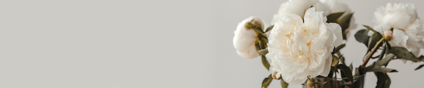 Rosensorte: Duchesse de Nemours Rosensorte: Duchesse de Nemours