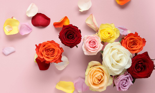 Rosen bestellen Rosen bestellen