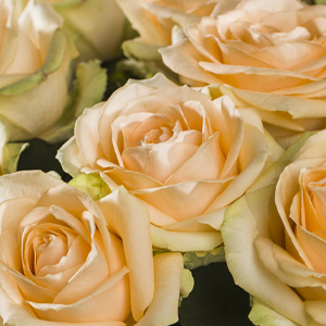 Apricot Avalanche Peach Rosen