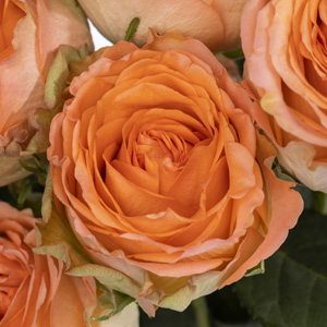 Country Home Rose Country Home Rose