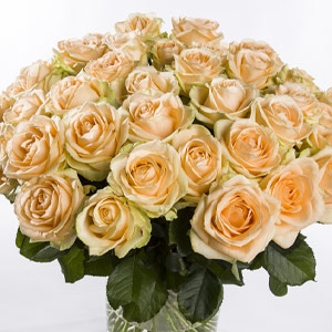 Apricot Rosen Apricot Rosen