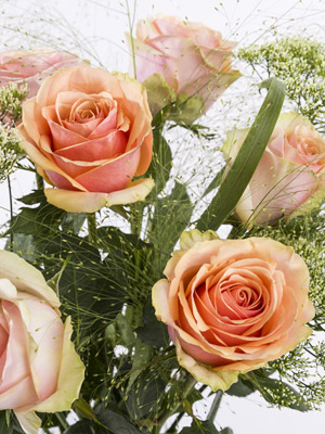 Apricot Rosenstrau&szlig;