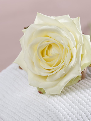 Wei&szlig;e Rosen