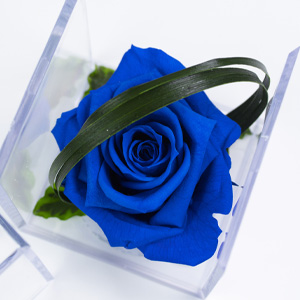 Blaue Konservierte Rose Blaue Konservierte Rose