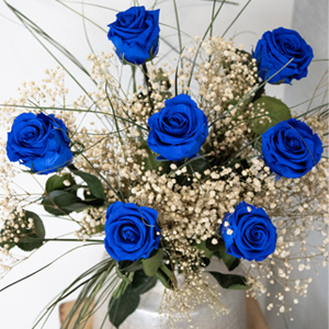 Blaue long life Rosen Blaue long life Rosen