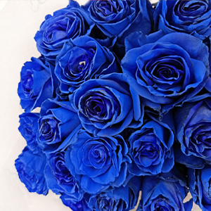 Blaue Rosen Blaue Rosen