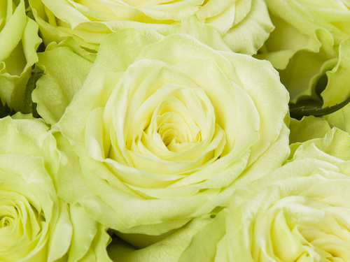 Camouflage Rose Camouflage Rose