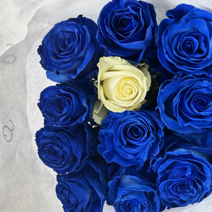 Blaue Rosen Blaue Rosen