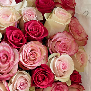 Rosa Rosenmix Rosa Rosenmix