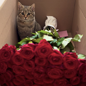 Rote Rosen bestellen Rote Rosen bestellen