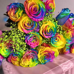 Regenbogen Rosen mit Schleierkraut