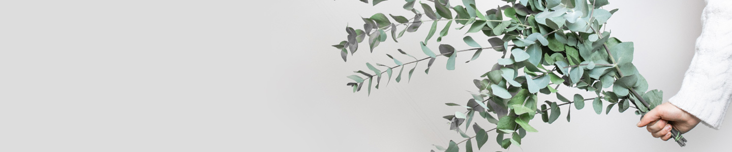 Eukalyptus Eukalyptus