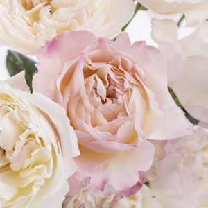 Blog: Exklusive Rosen