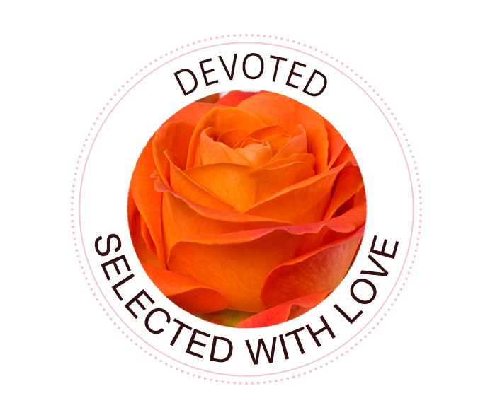 Devoted Die Devoted Rose