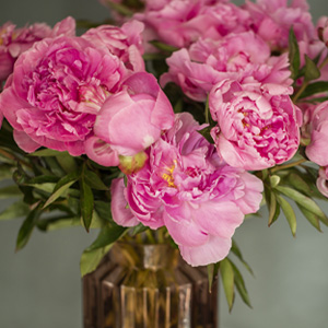 Dr Fleming Pfingstrosen Dr Fleming Pfingstrosen