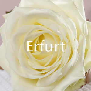 Bestellen und liefern in Erfurt Rosenlieferung in Erfurt