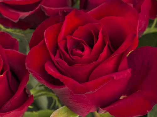 EverRed Rose EverRed Rose