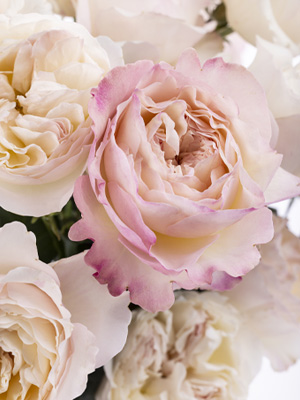 Exklusive Rosen kaufen Edelrosen bestellen