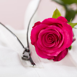 Fakten über Rosen Fakten über Rosen