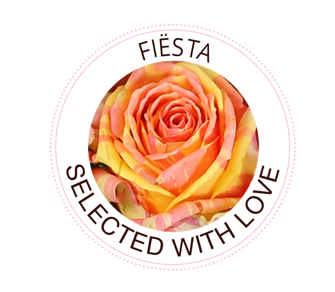 Fiësta Die Fiësta Rose