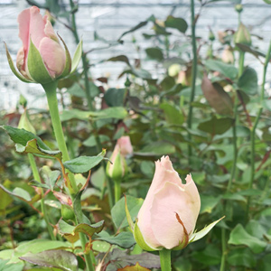 Frische Rosen vom Züchter Frische Rosen