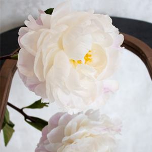 Weiß-Rosa Pfingstrosen - Gardenia Weiß-Rosa Pfingstrosen - Gardenia