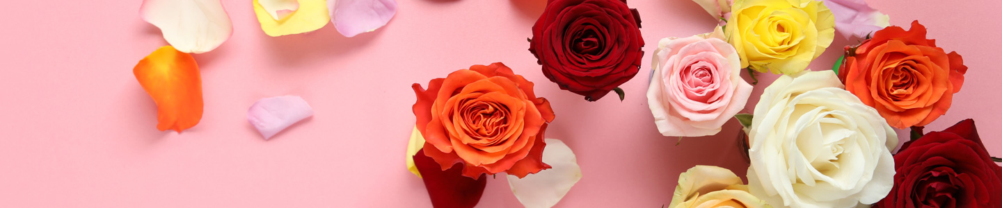 Bunter Rosenstrauß Bunte Rosen