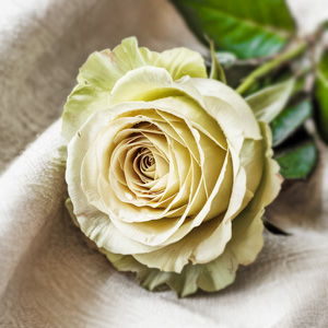 Gr&uuml;ne Rosen kaufen