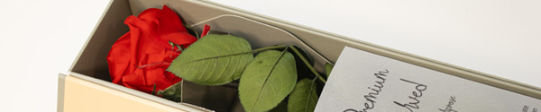 Rote langlebige Rose in Geschenkbox
