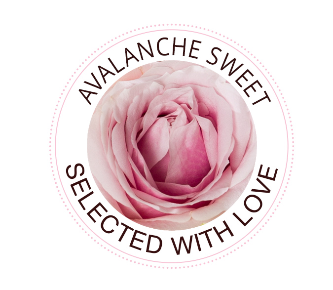 Avalanche Sweet Rosen Avalanche Sweet Rose