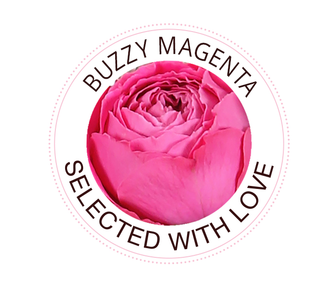 Buzzy Magenta Rose Buzzy Magenta Rose