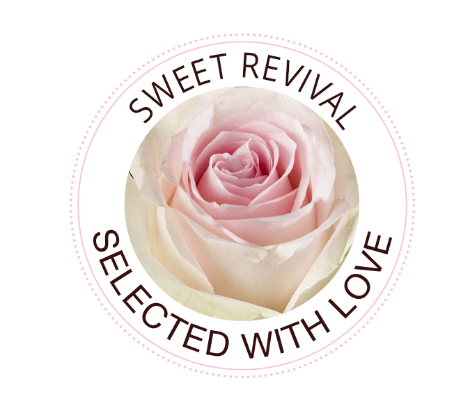 Sweet Revival Die Sweet Revival Rose