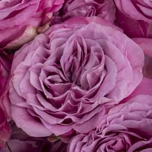 Queens Crown Rose Queens Crown Rose